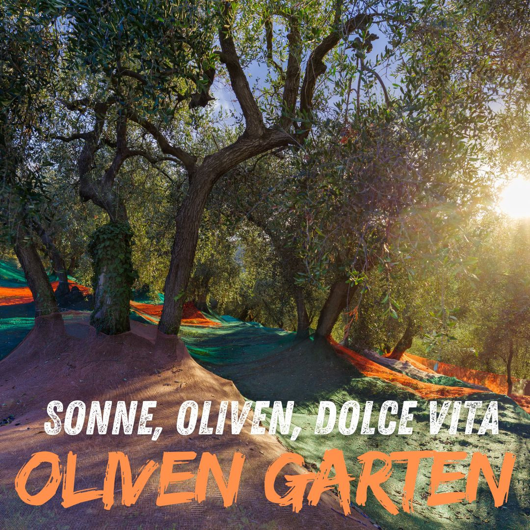 Oliven-Dekoration-Mediterranes-Flair