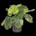 6PL0212 Dekoration Pflanze Monstera Deliciosa Kunstpflanze Kunstblume 42*42*40 cm Clayre & Eef