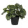 6PL0217 Kunstblume Kunstpflanze Grünpflanze Zimmerpflanze 24*24*25 cm Clayre & Eef