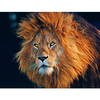 Foto134 Löwe Löwenkopf Löwenmähne 60 x 45 cm König-der-Tiere-Löwen Fo,  49,90 € | Kunstdrucke