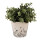 Clayre & Eef - Blumentopf Übertopf Pflanztopf Floral Blümchen Blüten