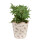 Clayre & Eef - Blumentopf Übertopf Pflanztopf Oliven Olivenzweig Mediterran