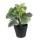 6PL0227 Kunstblume Kunstpflanze Grünpflanze Clayre & Eef