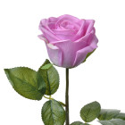 6PL0273 Kunstblume Kunstpflanze Blume Blüte Rose Clayre & Eef